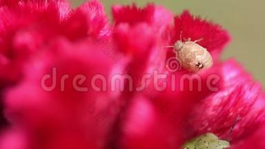 红色天鹅绒花里的小臭马丁昆虫，特写镜头。 青，俗称羽毛鸡冠或银冠